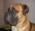 /album/fotogalerie/bullstiff-nostra-caesar-ii-9-mesicu-ii-jpg/